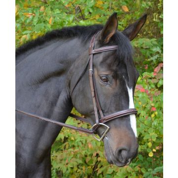 Black Oak Fancy Raised Padded Cyprus Bridle w/ Padded Crown & Fancy Laced Reins
